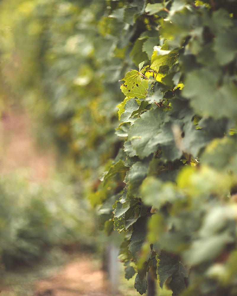 Stretch & Sip - Pilates & Brunch auf dem Kloppberg